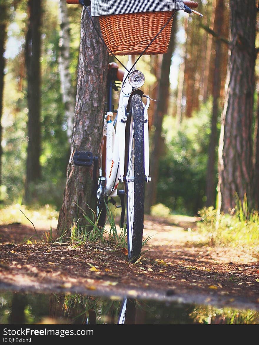 White Beach Cruiser Bicycle Parked Beside Brown Tree