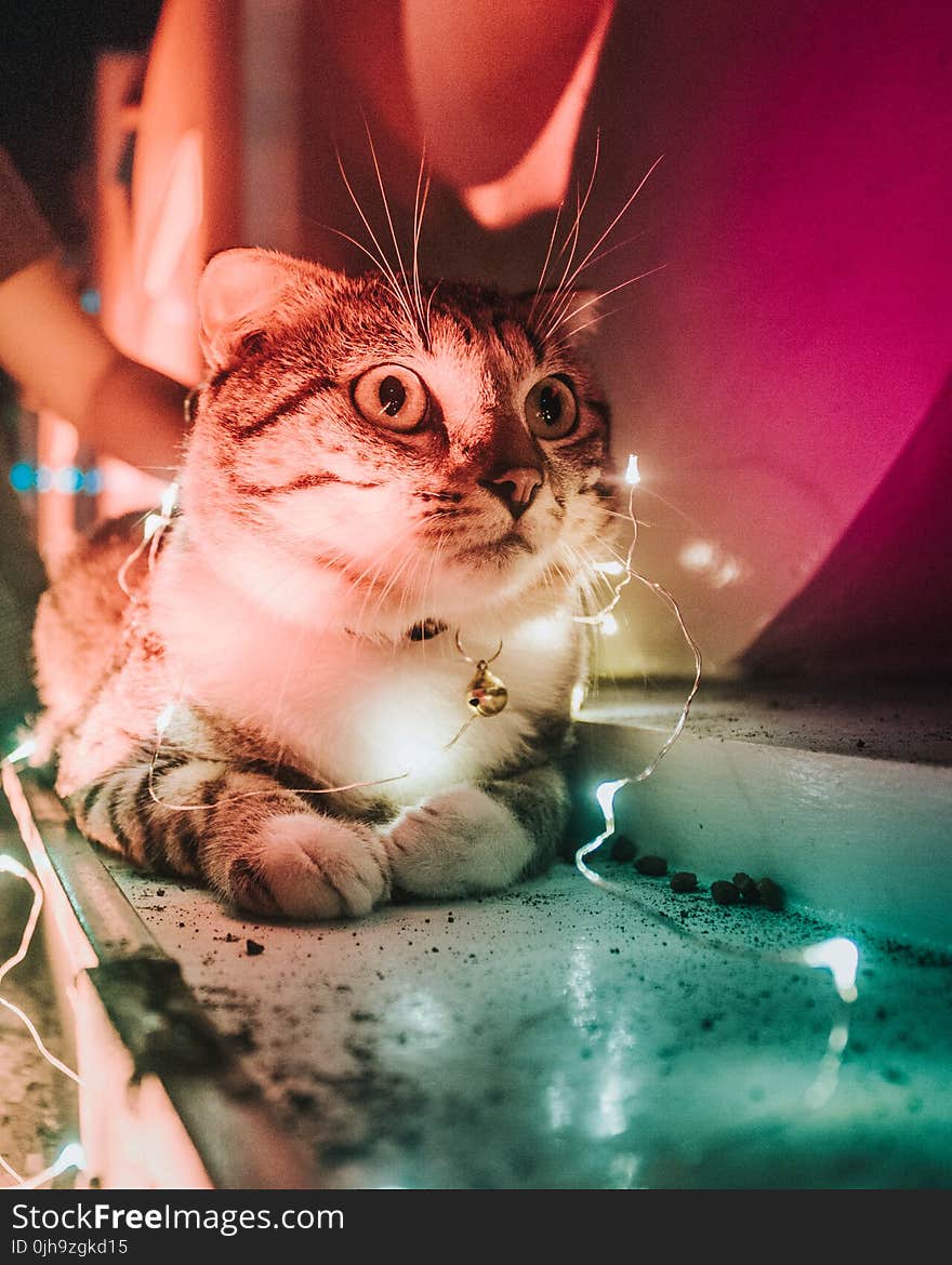 Closeup Photo Of String Light On Tabby Cat