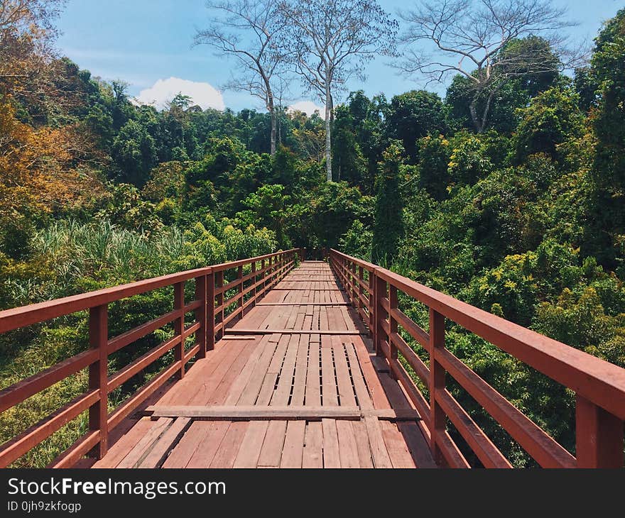 Red Bridge Through a Forest