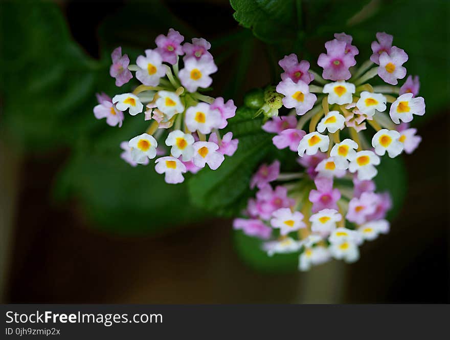 Purple and White Flower Photo