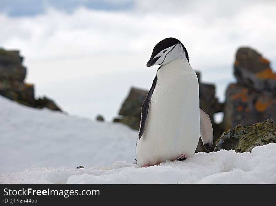 Penguin on Top of Snow Wildlife Photography