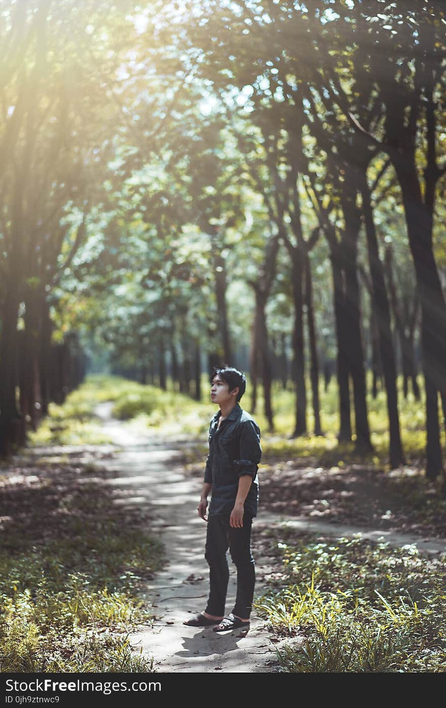 Man Looking at the Trees