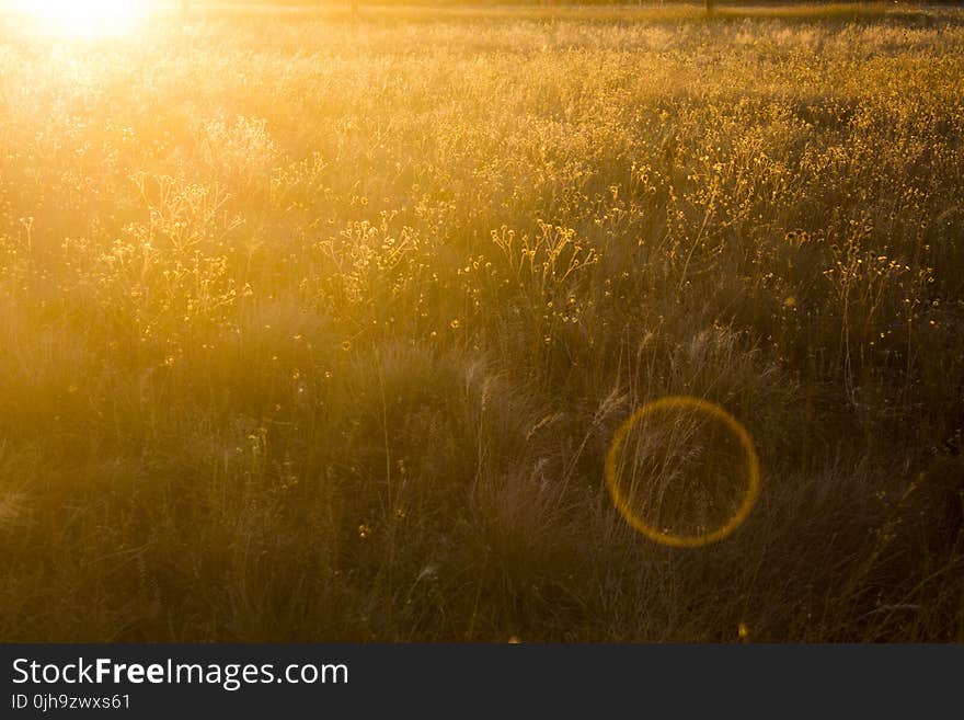 Grass Field Photo