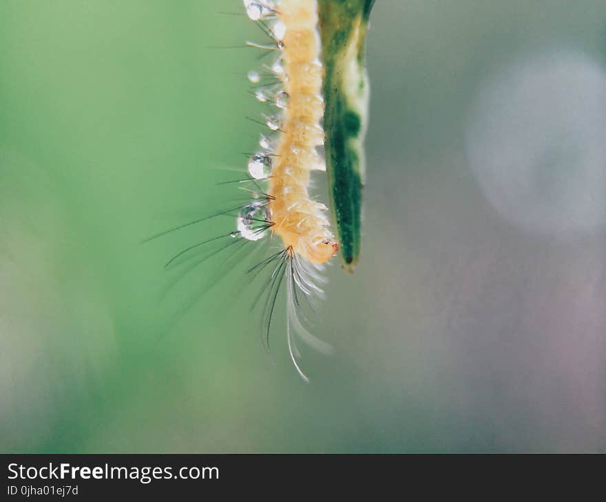 Orange Caterpillar on Green Stem in Close Up Photo