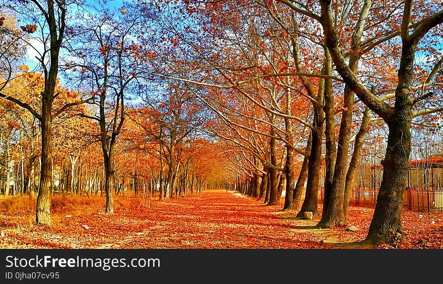 Pave Covered on Red Leaf Between Trees