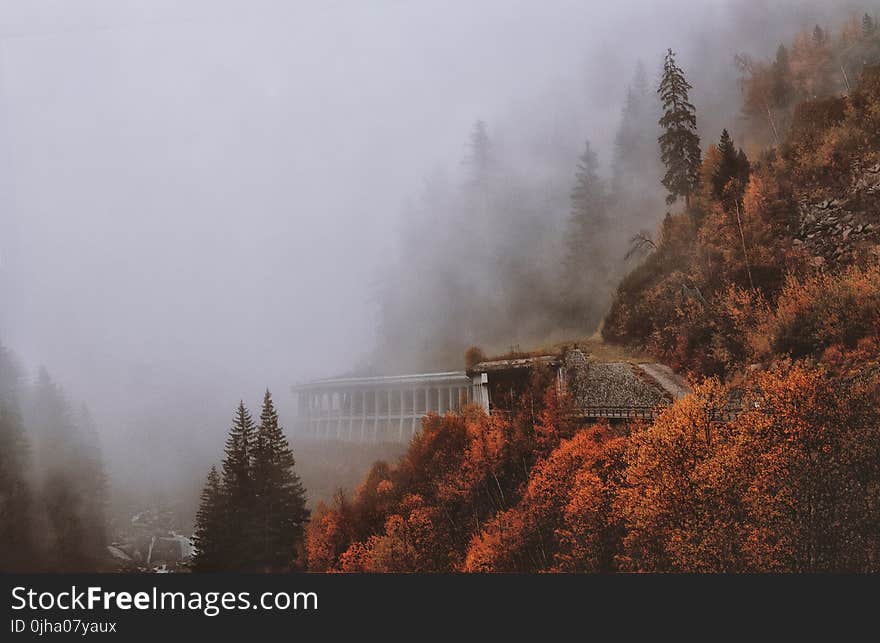 Brown and Green Leaved Trees Covered With Fog