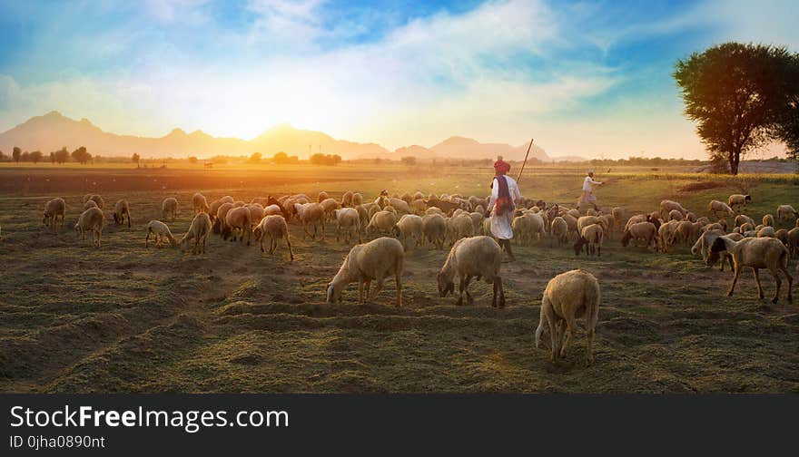 White Sheep on Farm