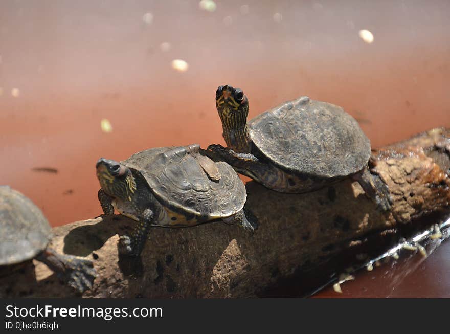 Two Brown Sea Turtle on Tree Branch