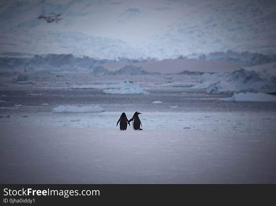 Two Penguins at Snow Area