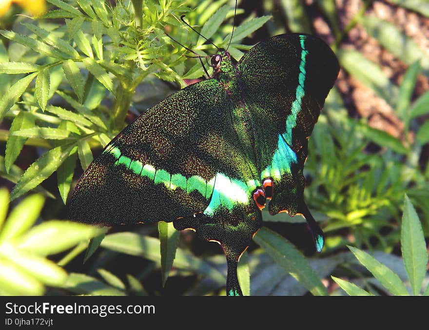 Green and Black Swallowtail Butterfly on Green Leaf Plant