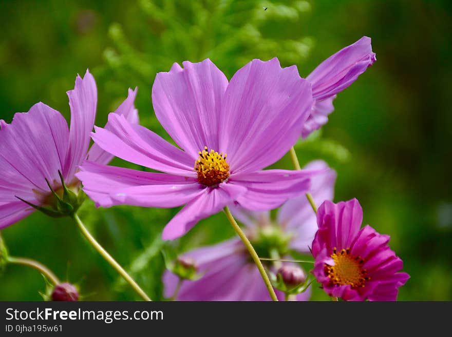 Purple Cosmos Flower in Closeup Photo