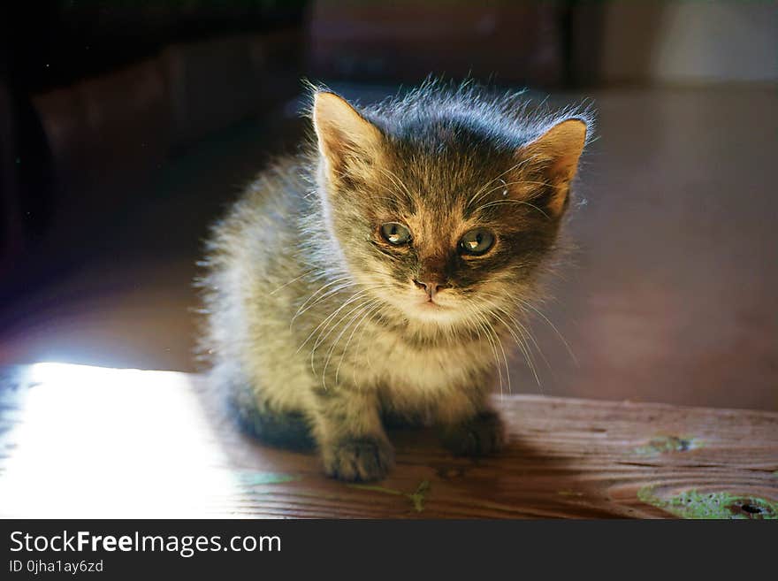 Black and Grey Kitten