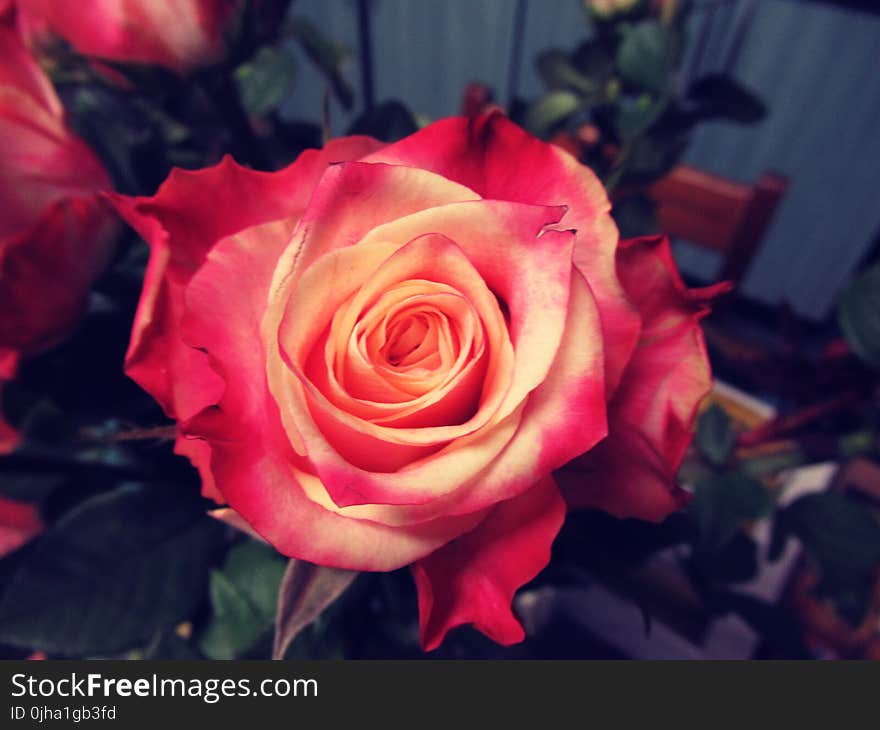 Shallow Focus Photography of Red Flower