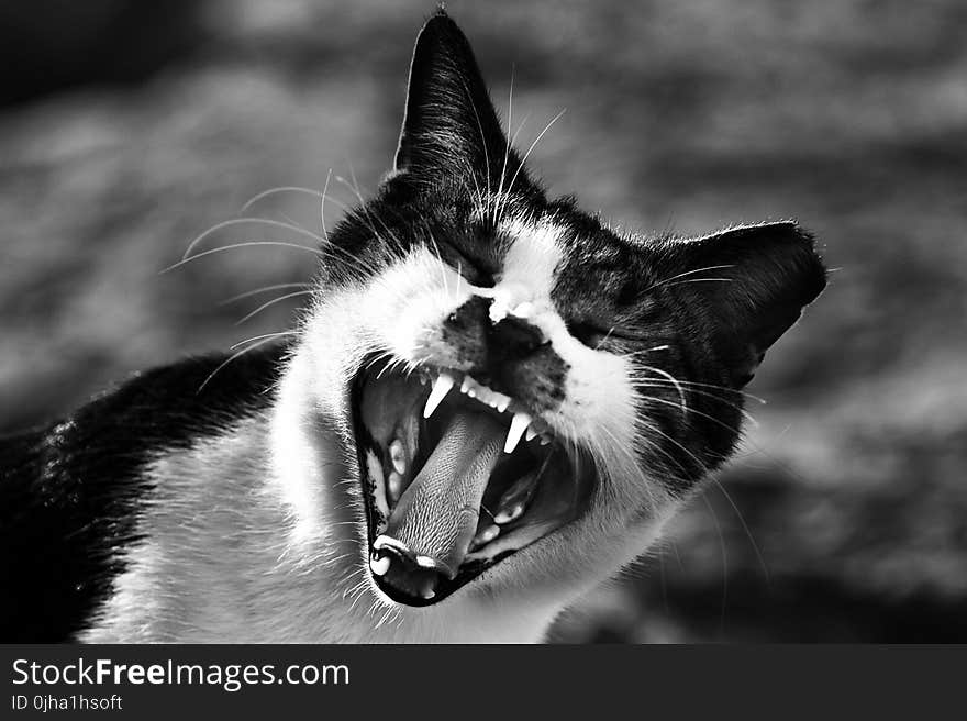 Gray Scale Photo of Cat Showing Mouth