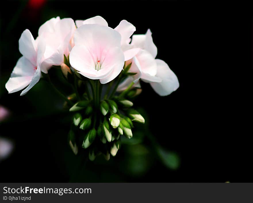 White Petal Flower Selective Focus Photography