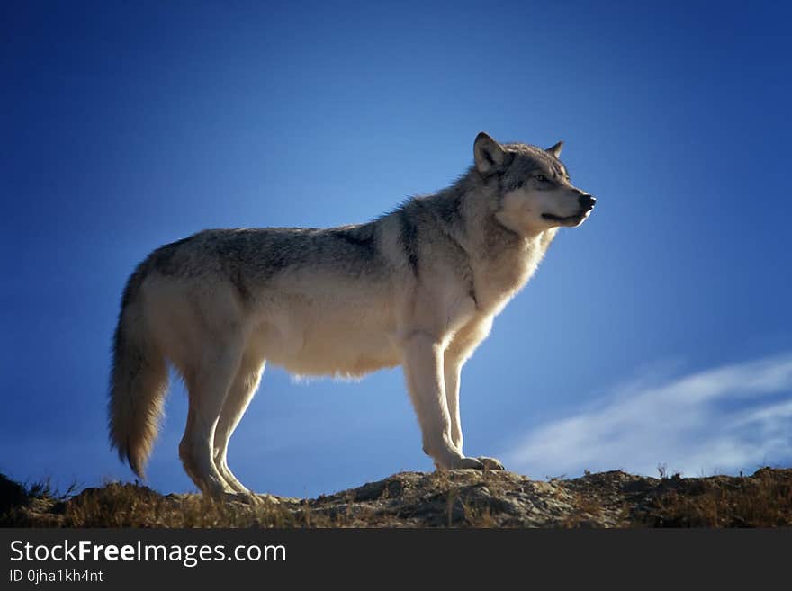 Gray and White Fox Standing on Brown Rock Field