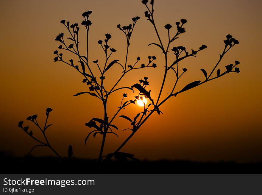 Silhouette of Plant during Sunset