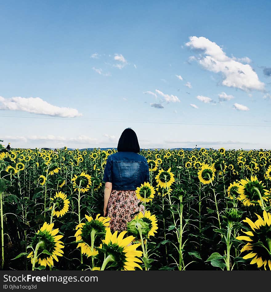 Woman Walking in Bed of Sunflowers