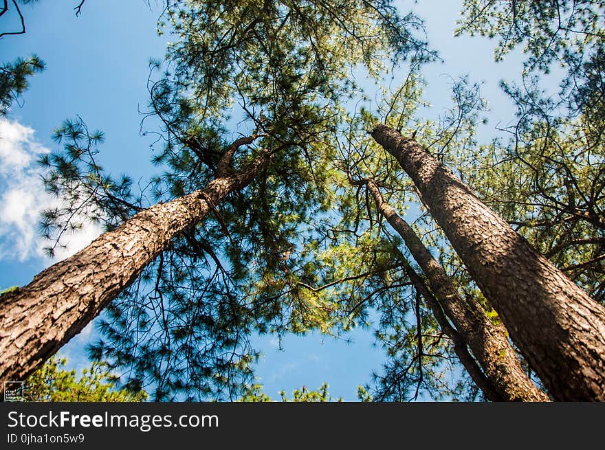 Low Angle Photography of Trees