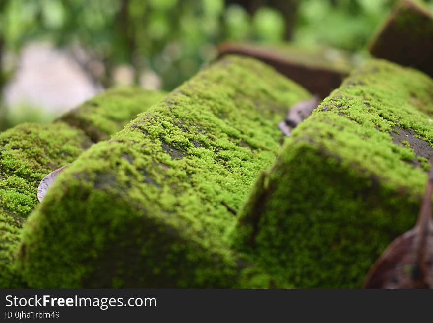 Algae on Concrete Pavement