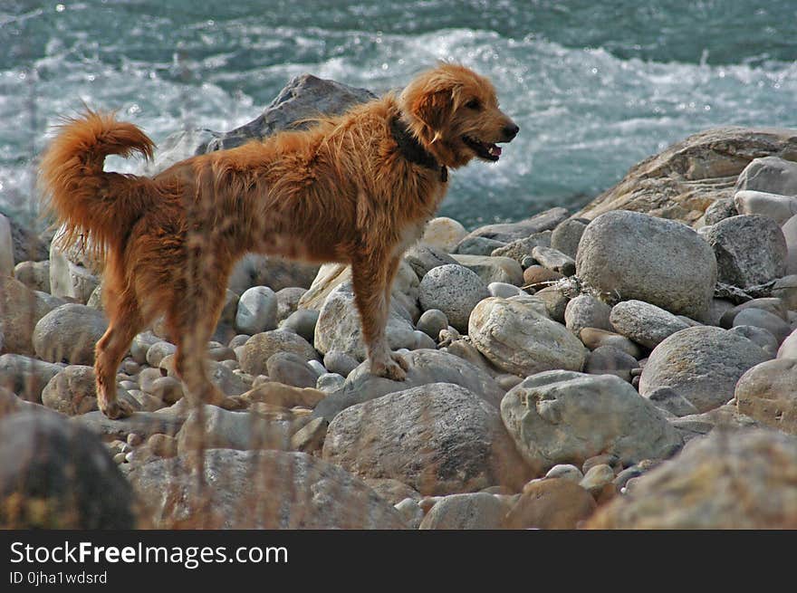 Labrador Dog Near Yhe Ocean