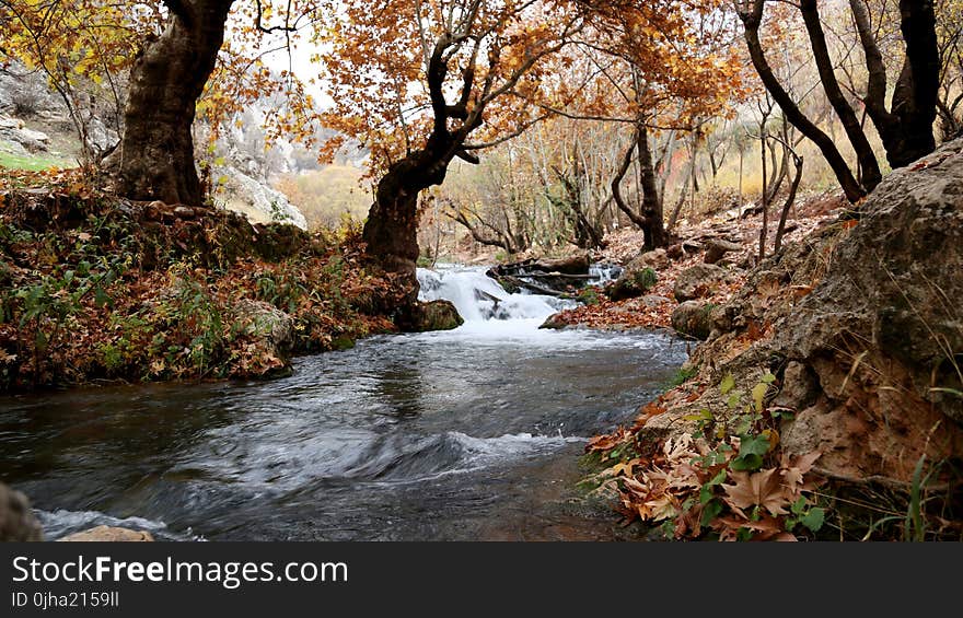 River Inside Forest Near Brown Leaf Trees