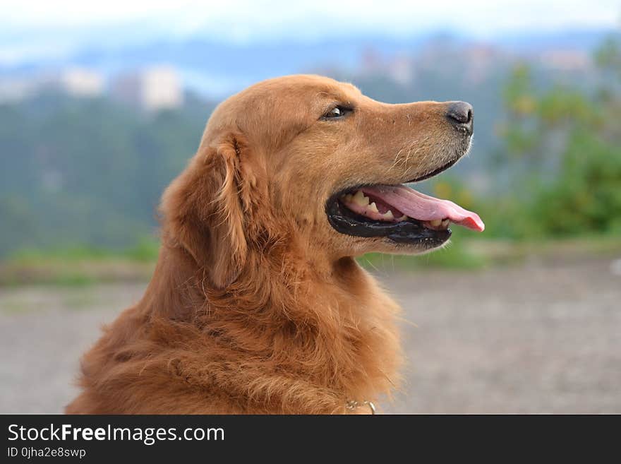 Shallow Focus Photography of a Golden Retriever