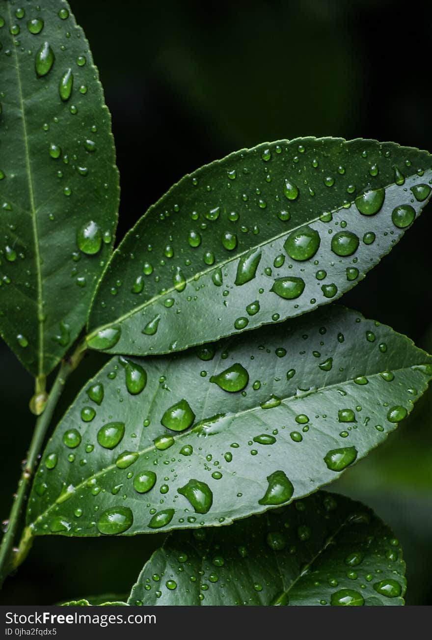 Green Leaves With Water Drops