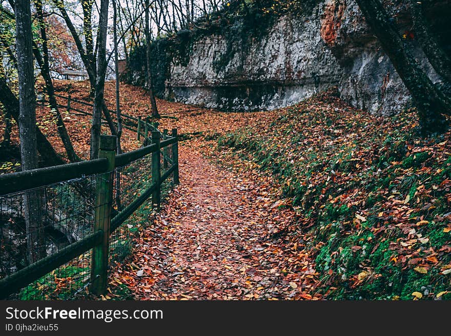 Black Steel Fence With Brown Leaves Under