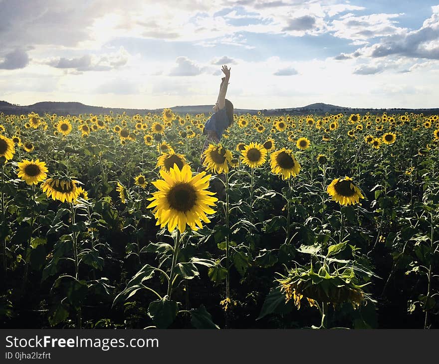 Person in Blue Shirt on Sunflower Field Photo Shot