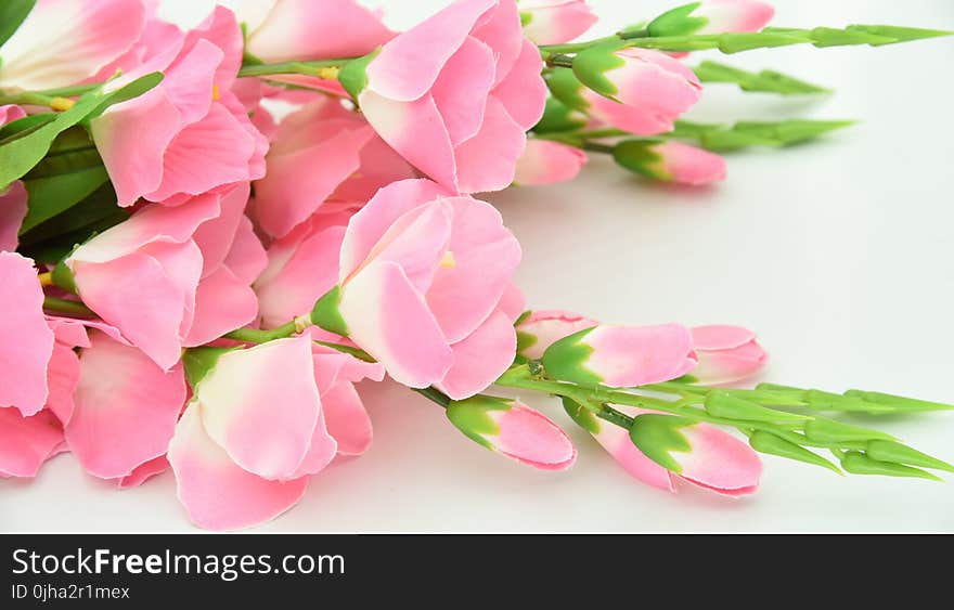 Shallow Focus Photography of Pink Flowers