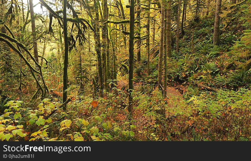 Green Forest