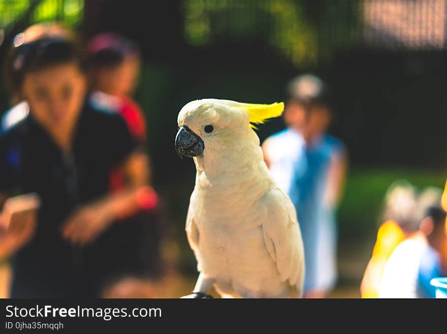 Close Up Photography of Yellow Parrot