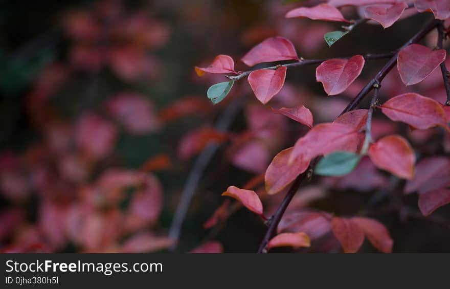 Red Leaf Plant