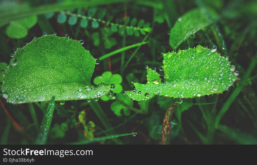 Green Leaf Plant With Raindrops