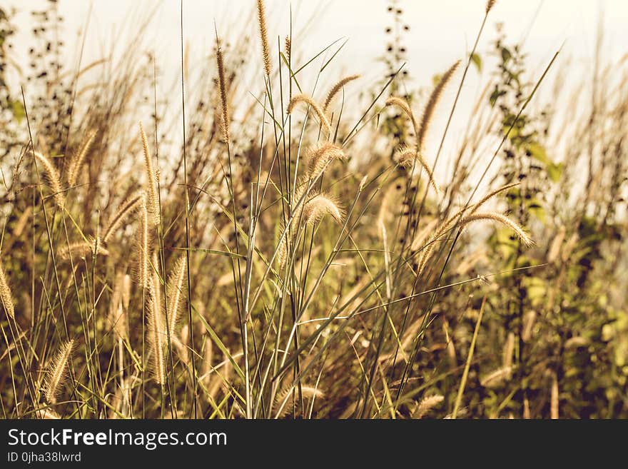 Grass Covered Field during Day