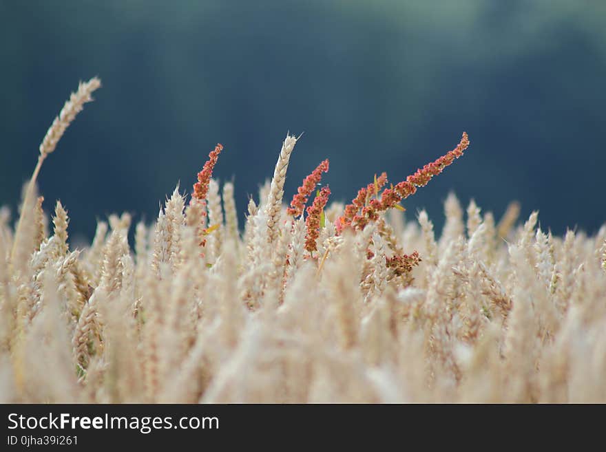 Beige Wheat Field Lot