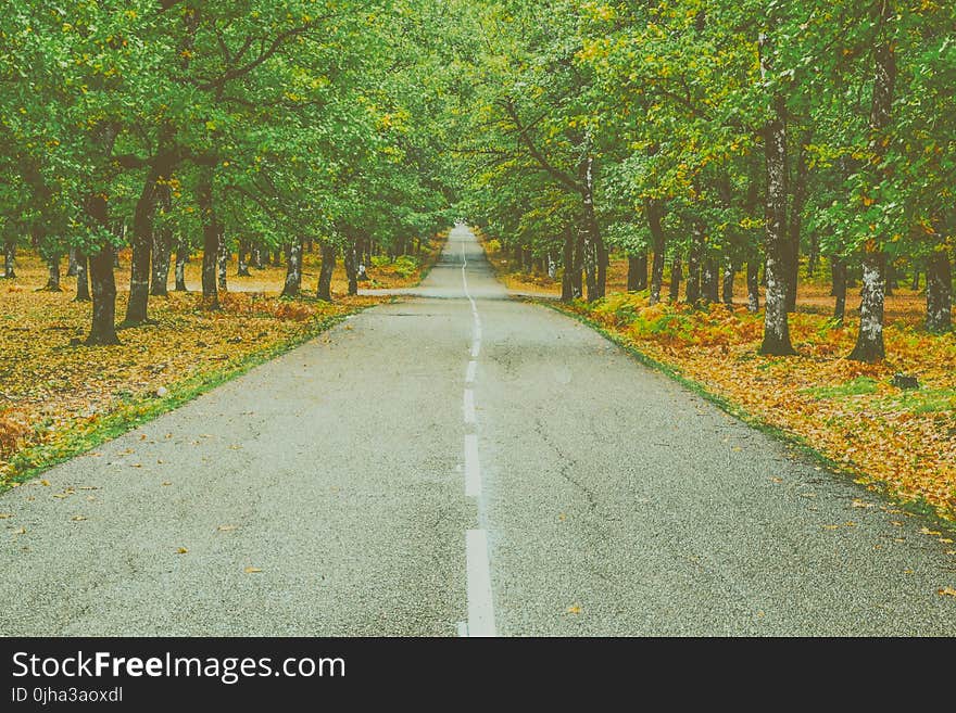 Landscape Photography of Concrete Road Between Trees