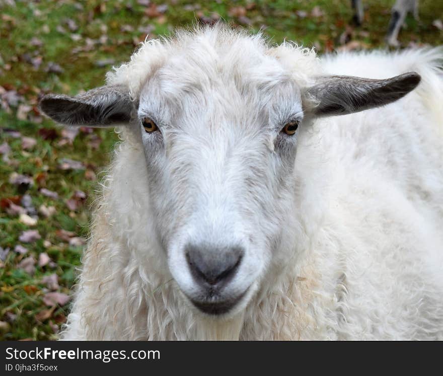 White Sheep on Green Grass