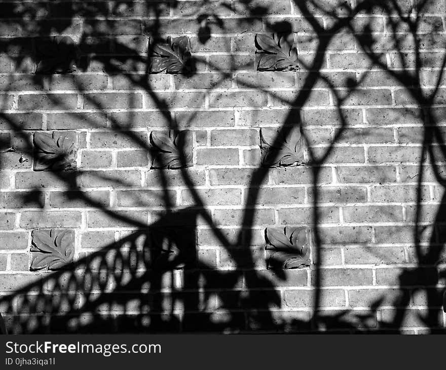 Black and White Photo of Shadows on the Wall