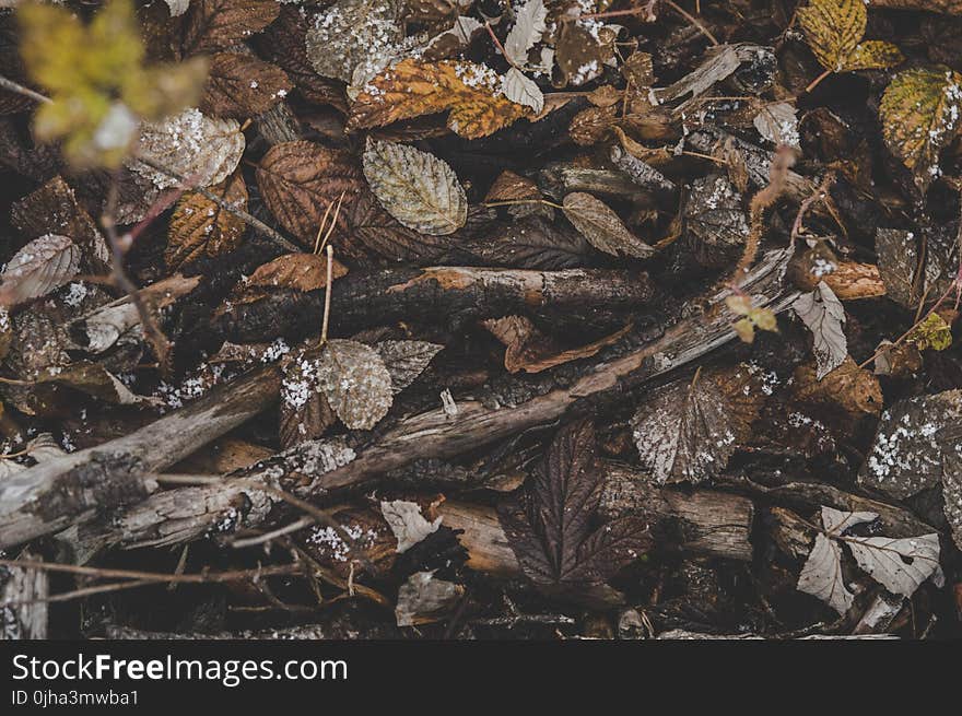 Pile of Brown Tree Branches and Dried Leaves