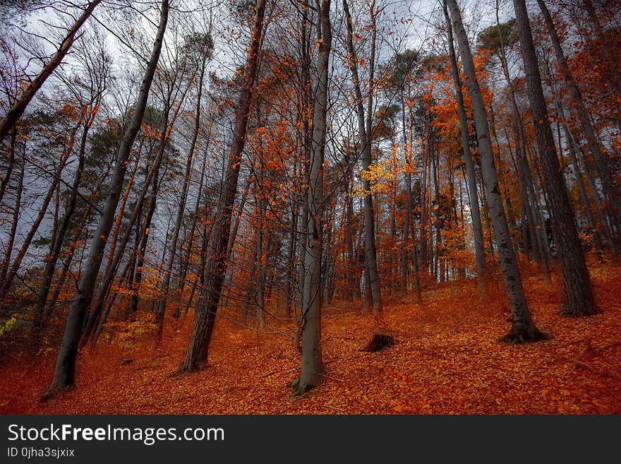 Orange Leave Trees