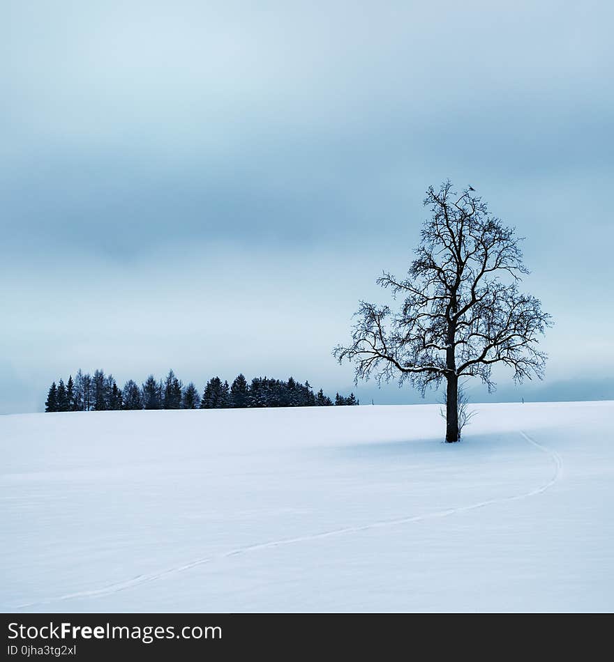 Tree Surrounded by Snow