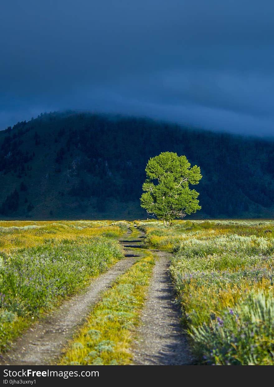 Green Leaf Tree on Green Grass Near Mountain