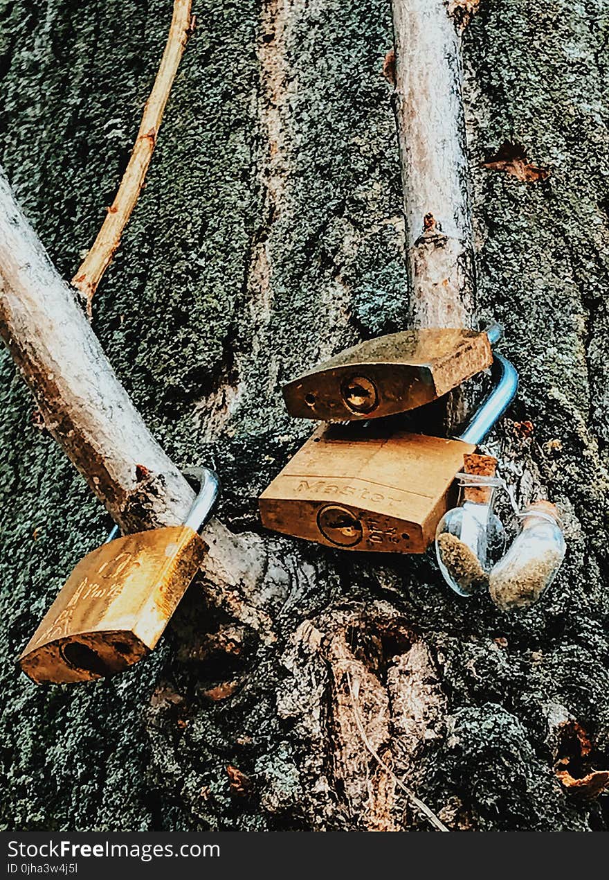 Three Brass Padlocks on Tree Branch