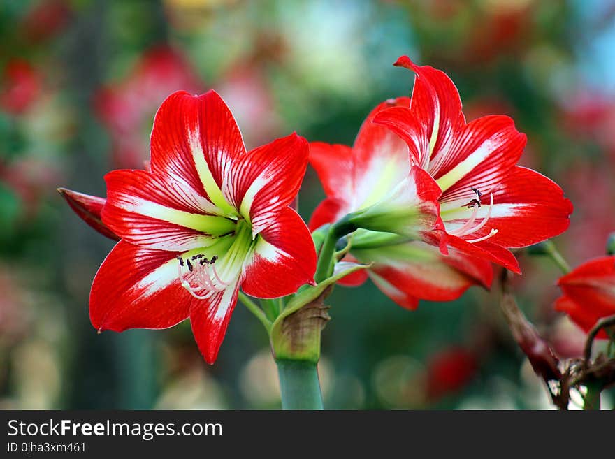 Bokeh Photo of White-and-red Flowers