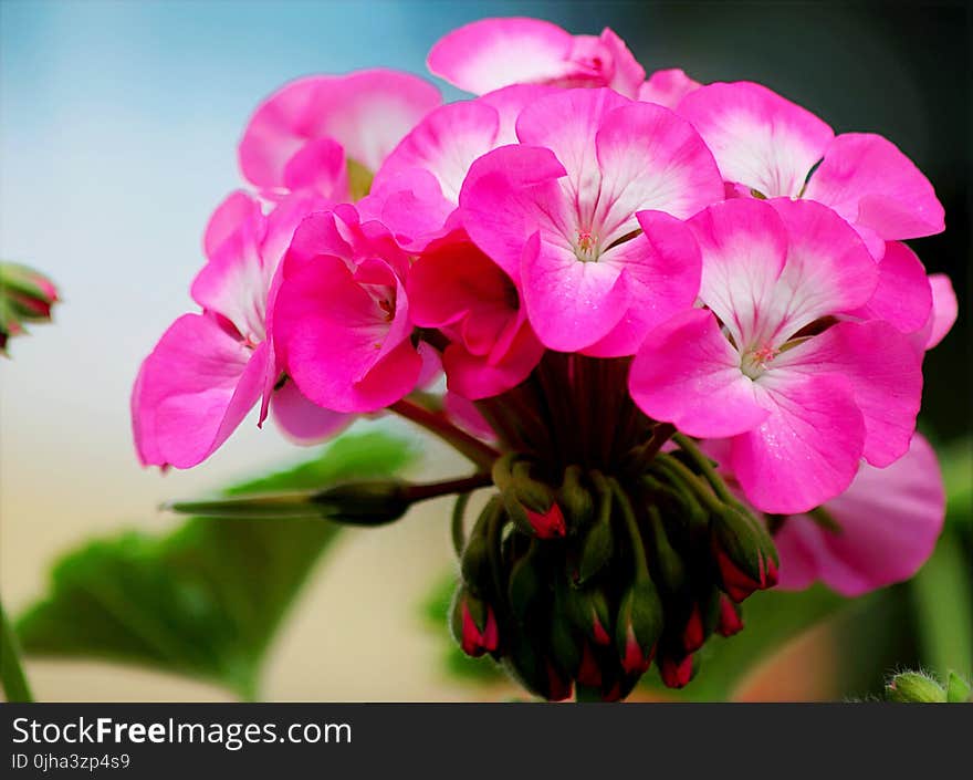 Close-up Photo of Blooming Pink Petaled Flowers