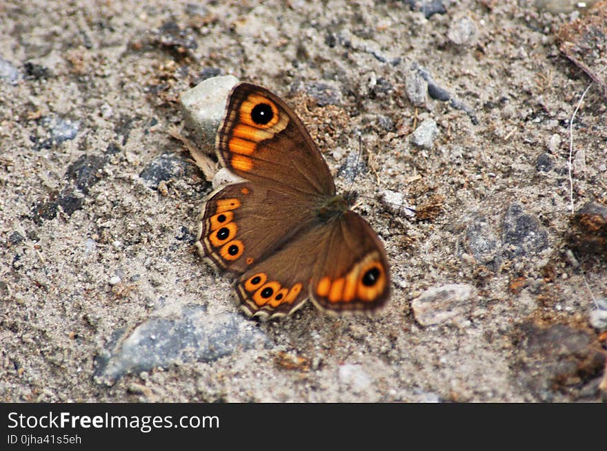 Brown and Orange Butterfly