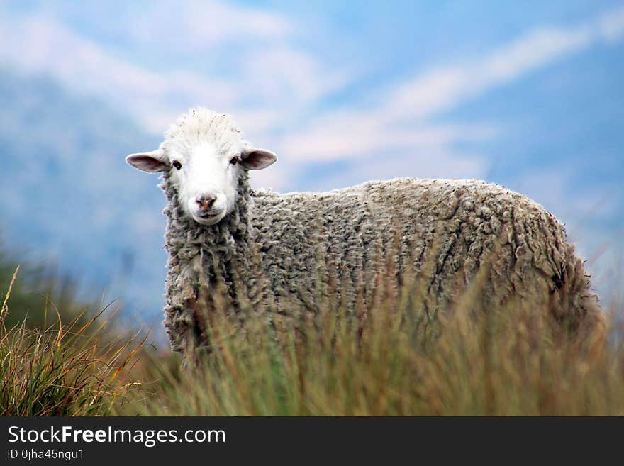 Brown Sheep on Grass in Auto Focus Photography