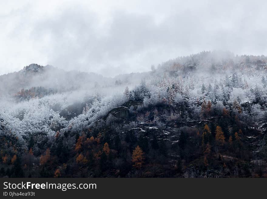 Mountain Surrounded by Trees With Snows